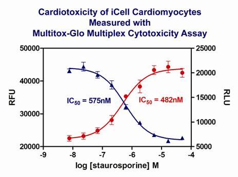 Figure 1. Viability (blue) and death (red) of iCellTM Cardiomyocytes (CDI) in response to Staurosporine application measured simultaneously with MultiTox-Glo Multiplex Cytotoxicity Assay (Promega).